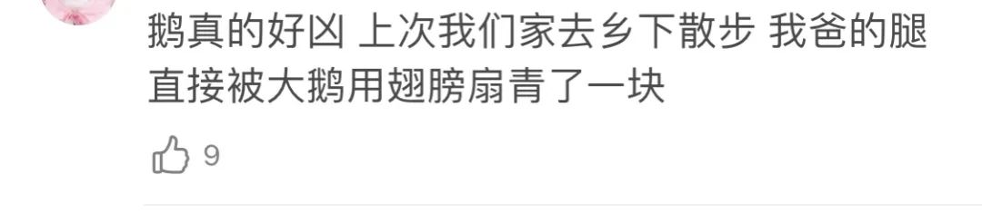又惨又好笑！男子在南师大湖中游泳被黑天鹅制裁，惹谁也别惹鹅啊！休闲区蓝鸢梦想 - Www.slyday.coM