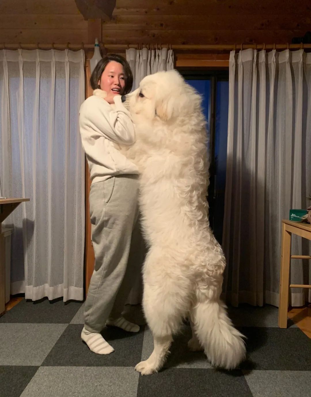 没错chouchou是一只大白熊犬等到它8个月大时它长这个样子