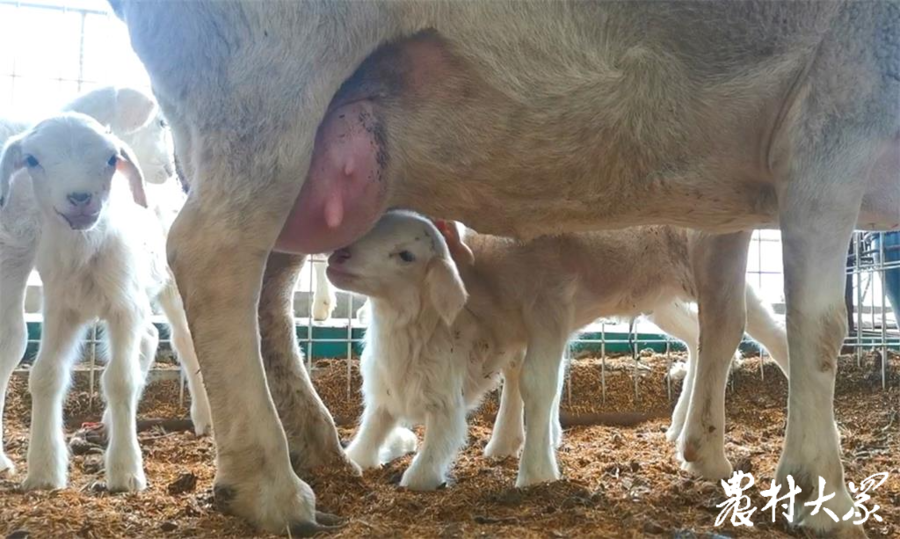 小羊吃奶"潘总啥时候来牛泉看看,俺请你吃饭,真的!