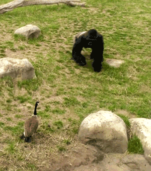 又惨又好笑！男子在南师大湖中游泳被黑天鹅制裁，惹谁也别惹鹅啊！休闲区蓝鸢梦想 - Www.slyday.coM