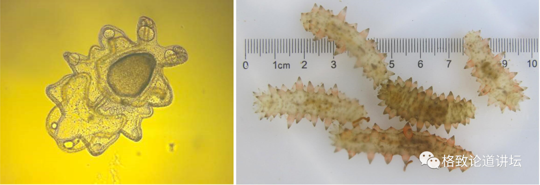 左:糙刺参-大耳幼体 右:糙刺参-稚参这是我们给海参幼体阶段的大耳