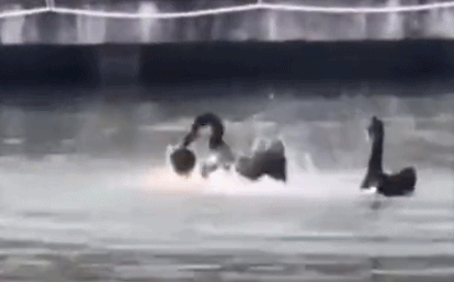 又惨又好笑！男子在南师大湖中游泳被黑天鹅制裁，惹谁也别惹鹅啊！休闲区蓝鸢梦想 - Www.slyday.coM