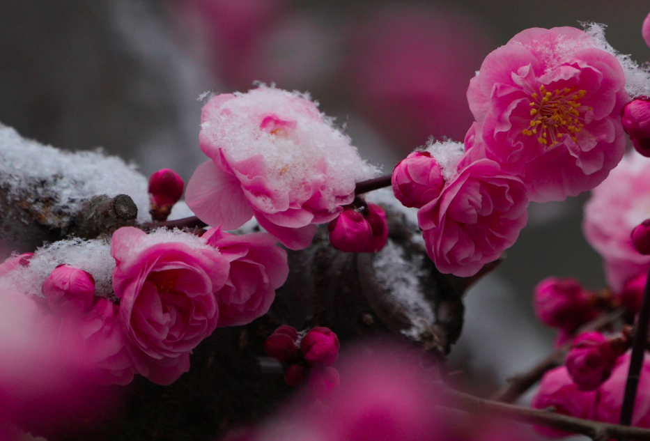 雪落在梅花上的图片图片