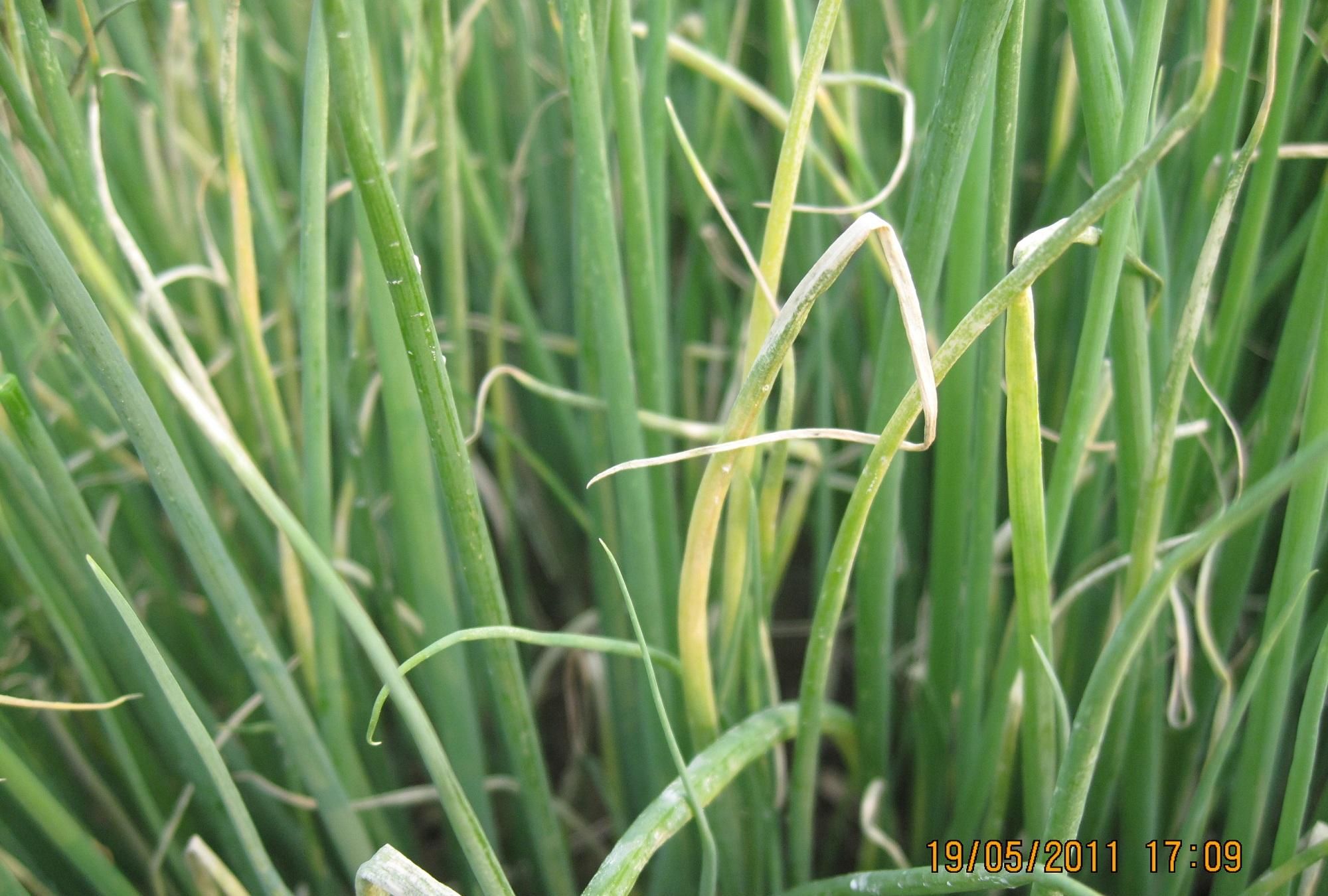 此外,大葱霜霉病可能也会出现这种症状,有时在叶片尖端部分发病,变白