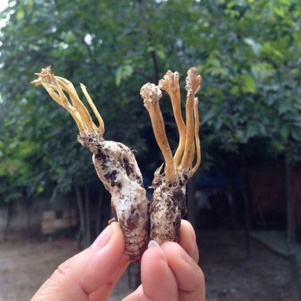 金蝉花俗称大虫草被誉为冬虫夏草价值珍贵认识吗