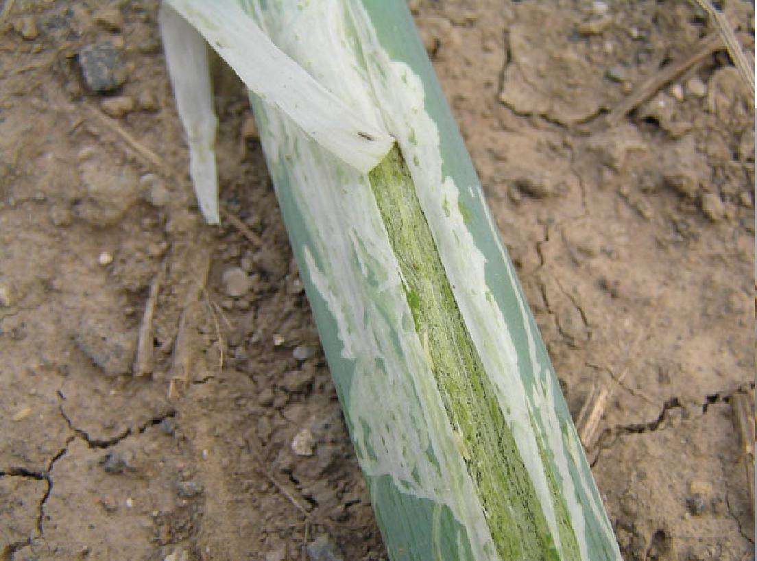 大葱出现小白点是虫害还是病害如何防治