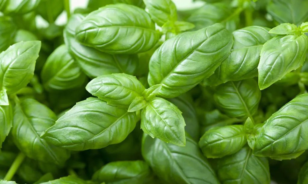 兰香,被称为"调味品之王",品种繁多,常见的有甜罗勒,丁香罗勒,绿罗勒