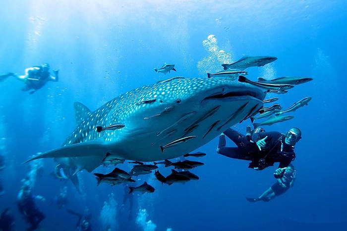 吴京加盟《巨齿鲨2》,剧中的鲨鱼史上真存在过,咬合力高达36吨休闲区蓝鸢梦想 - Www.slyday.coM 吴京加盟《巨齿鲨2》,剧中的鲨鱼史上真存在过,咬合力高达36吨休闲区蓝鸢梦想 - Www.slyday.coM