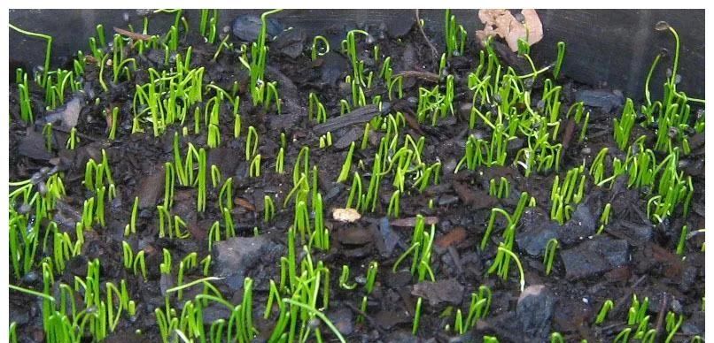 韭菜种植,选择肥沃的田地,上足底肥,播种前,种子浸水催芽,穴施浅播,每