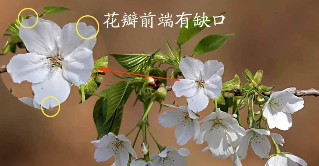 海棠春睡樱花如雪如何辨识区别