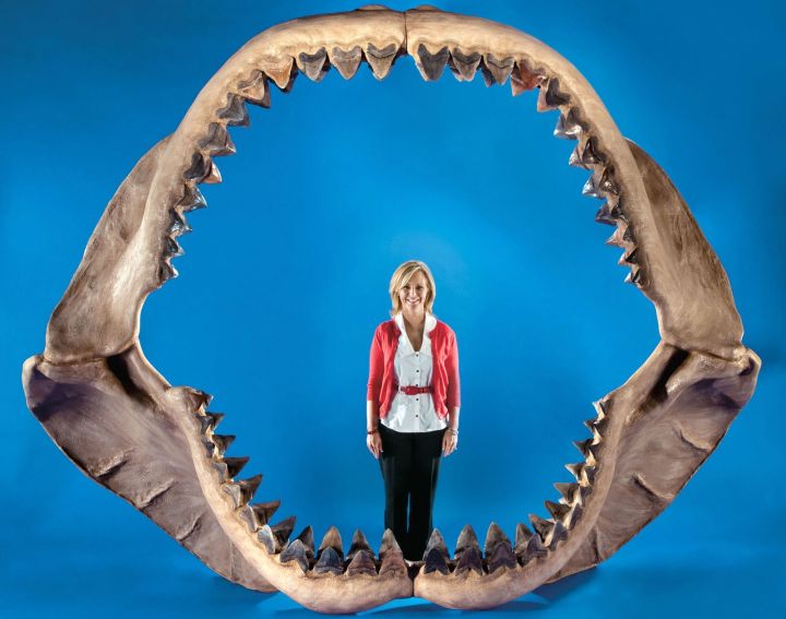 吴京加盟《巨齿鲨2》,剧中的鲨鱼史上真存在过,咬合力高达36吨休闲区蓝鸢梦想 - Www.slyday.coM 吴京加盟《巨齿鲨2》,剧中的鲨鱼史上真存在过,咬合力高达36吨休闲区蓝鸢梦想 - Www.slyday.coM