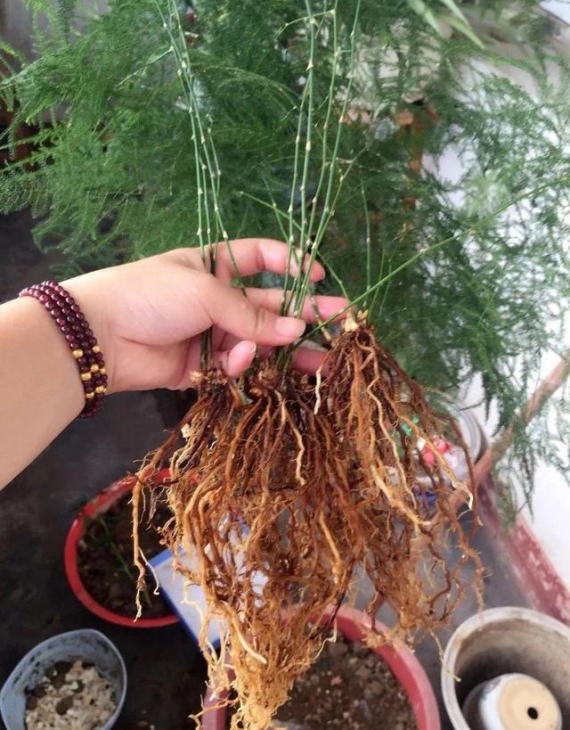 根系:文竹的根是肉质根,是比较怕水的,浇水过于频繁,或者盆土板结积水