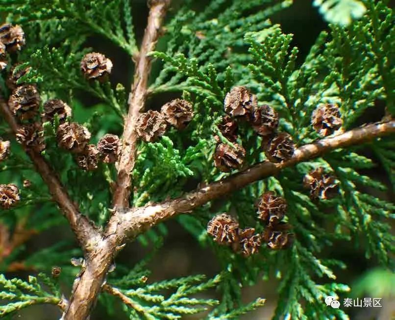 【泰山木本植物科普】—— 日本扁柏|鳞叶|球果|日本扁柏_新浪新闻