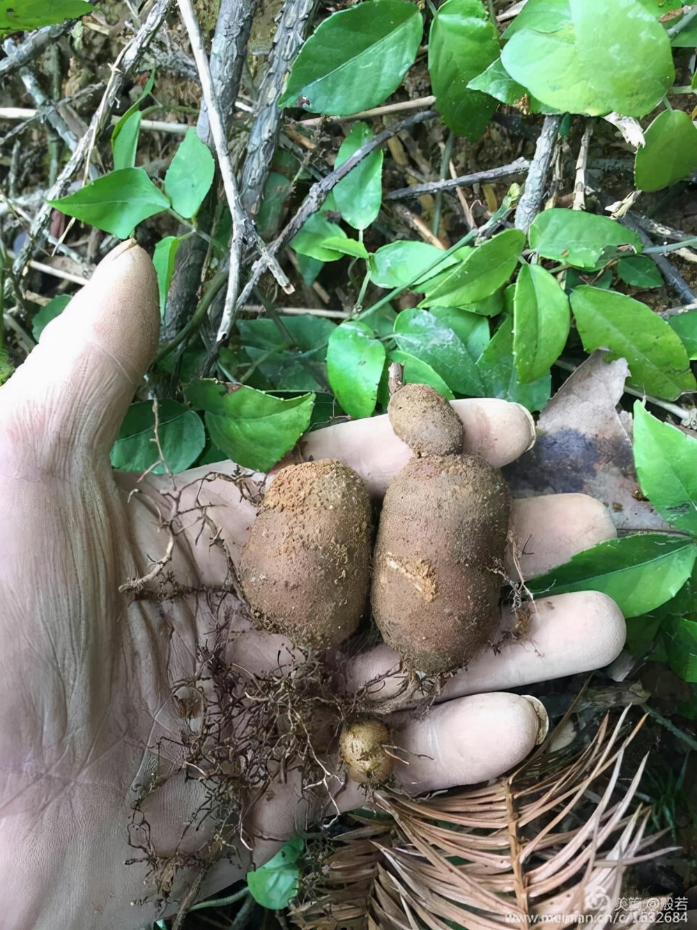 這種植物人稱老鼠人參金線吊葫蘆是中藥材蛇附子你認識嗎