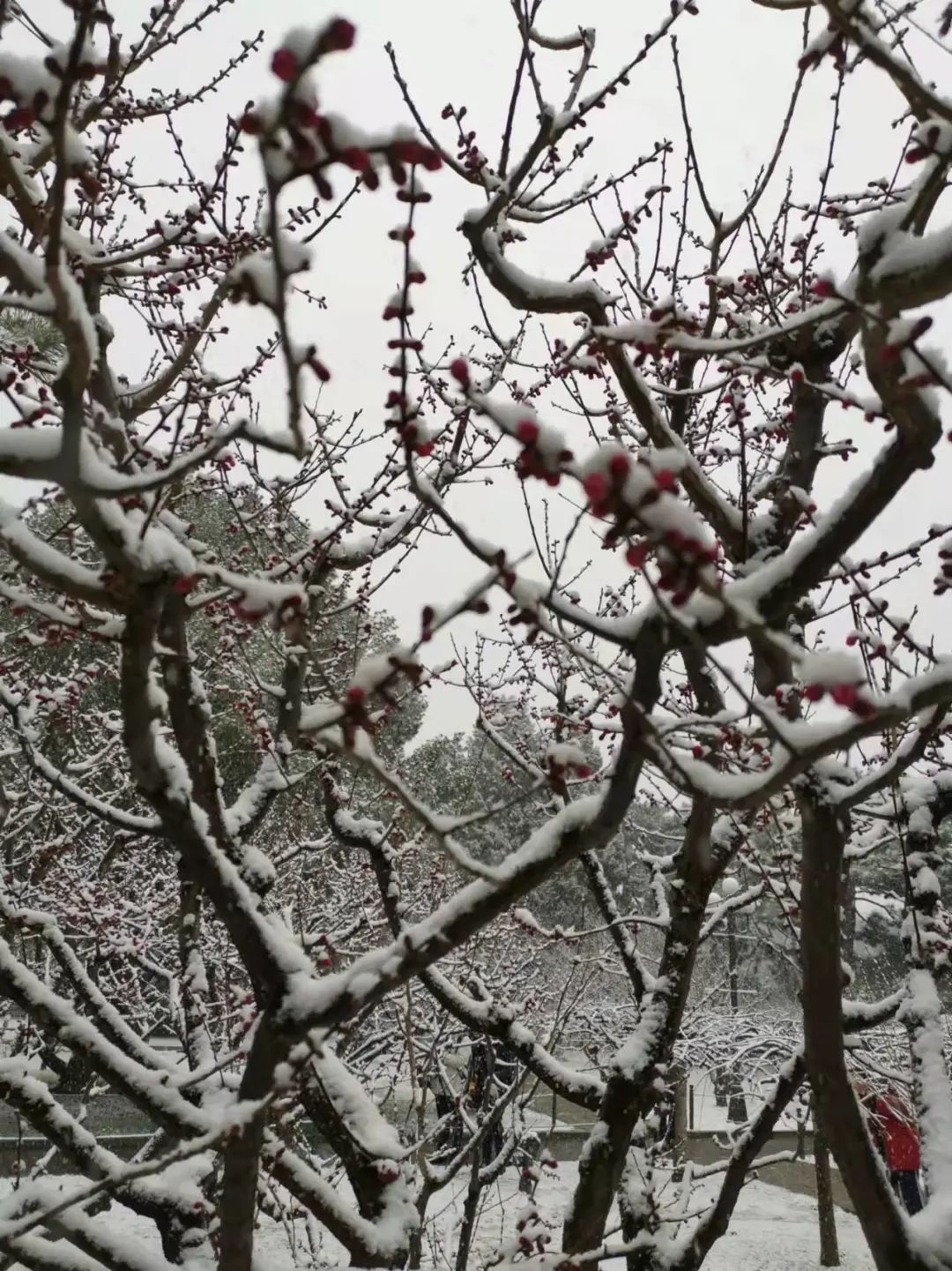 为何在北京踏雪寻梅有点儿难 记中山公园终现梅花雪中绽放的美景 北京市 新浪新闻
