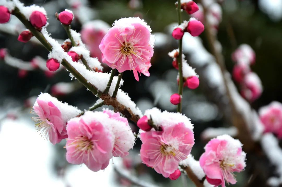 为何在北京踏雪寻梅有点儿难记中山公园终现梅花雪中绽放的美景