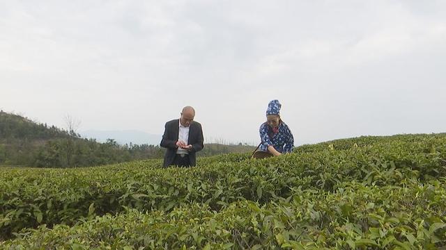 蓝山百叠岭高山有机春茶开采