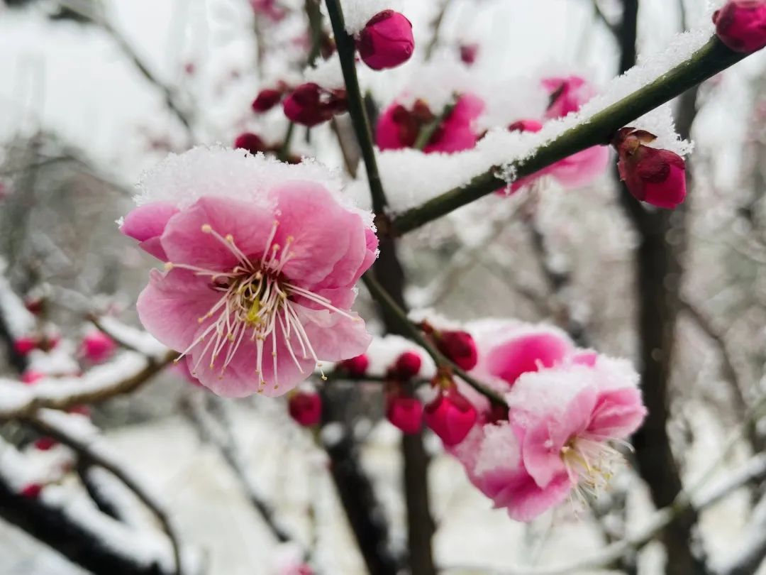 记中山公园终现梅花雪中绽放的美景