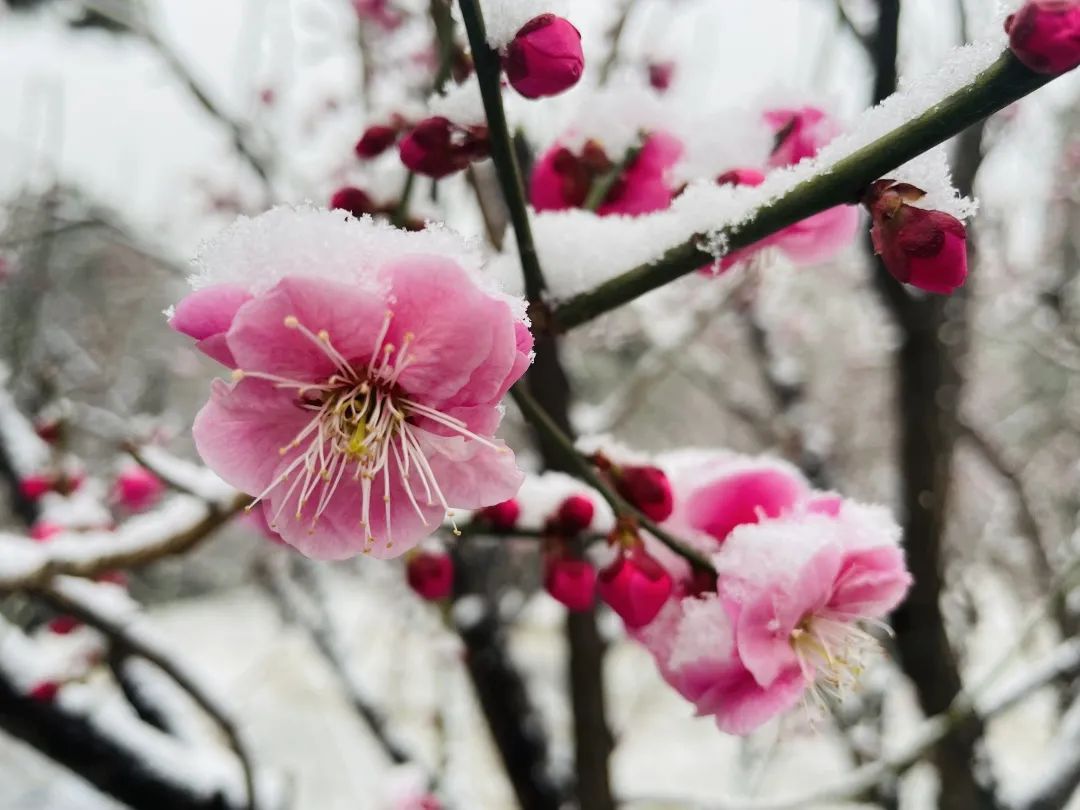 雪天梅花景图片