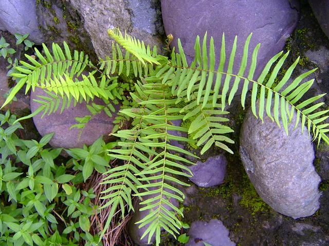 常见3种蕨类植物 都是活化石 你家里有吗 活化石 肾蕨 蕨类植物 新浪新闻