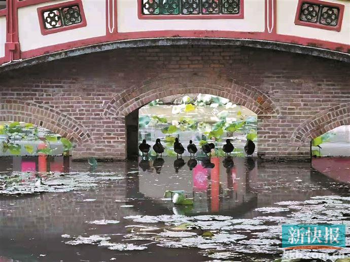 新快报讯 记者邓善雯报道 昨日,广州市执信中学执信路校区的荷塘边