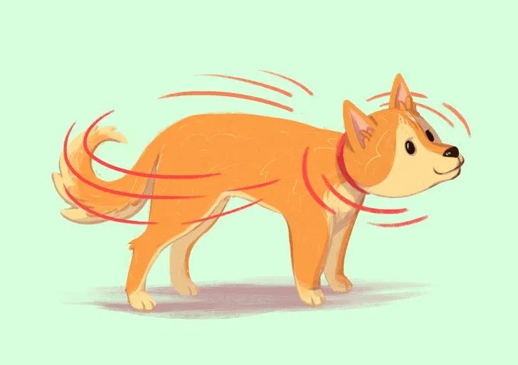 狗狗摇尾巴不一定是开心16个狗狗的小心思你能看懂几个