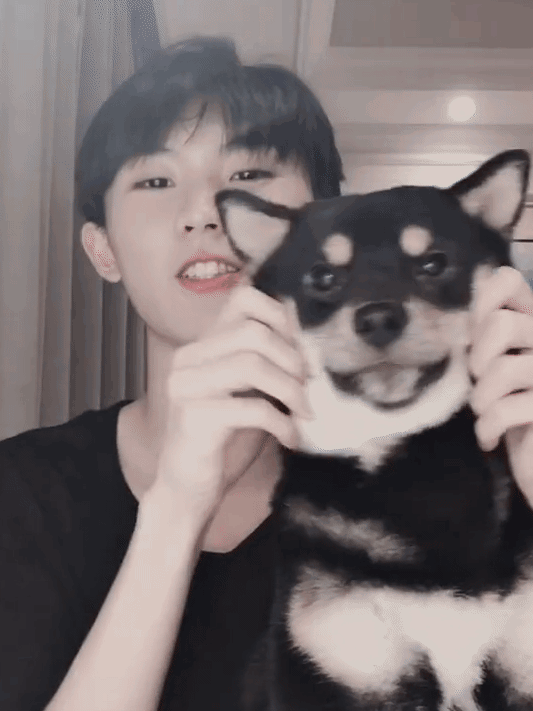 仔细看和又大又圆又亮的99眼拥有巴掌脸六斤是一只黑柴犬(▲ 没错就