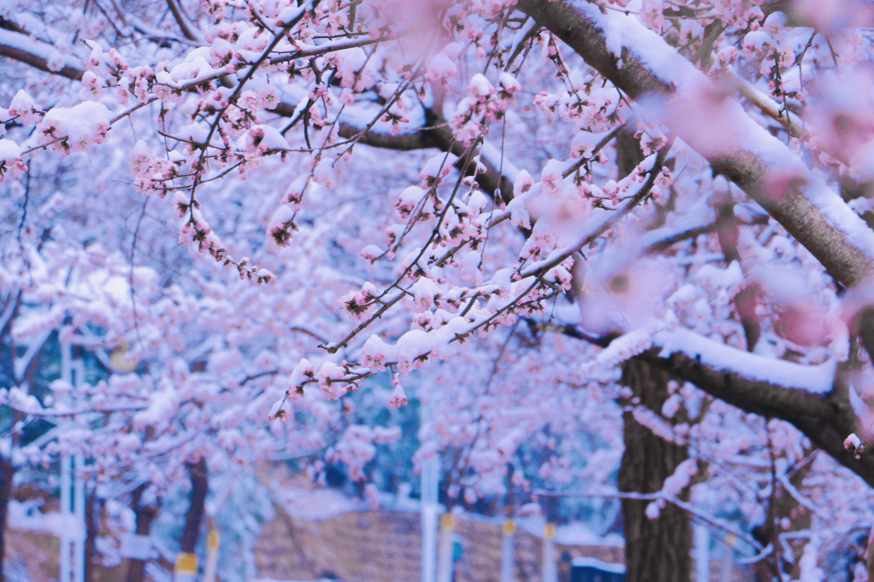 凤凰岭三月桃花雪美动京城