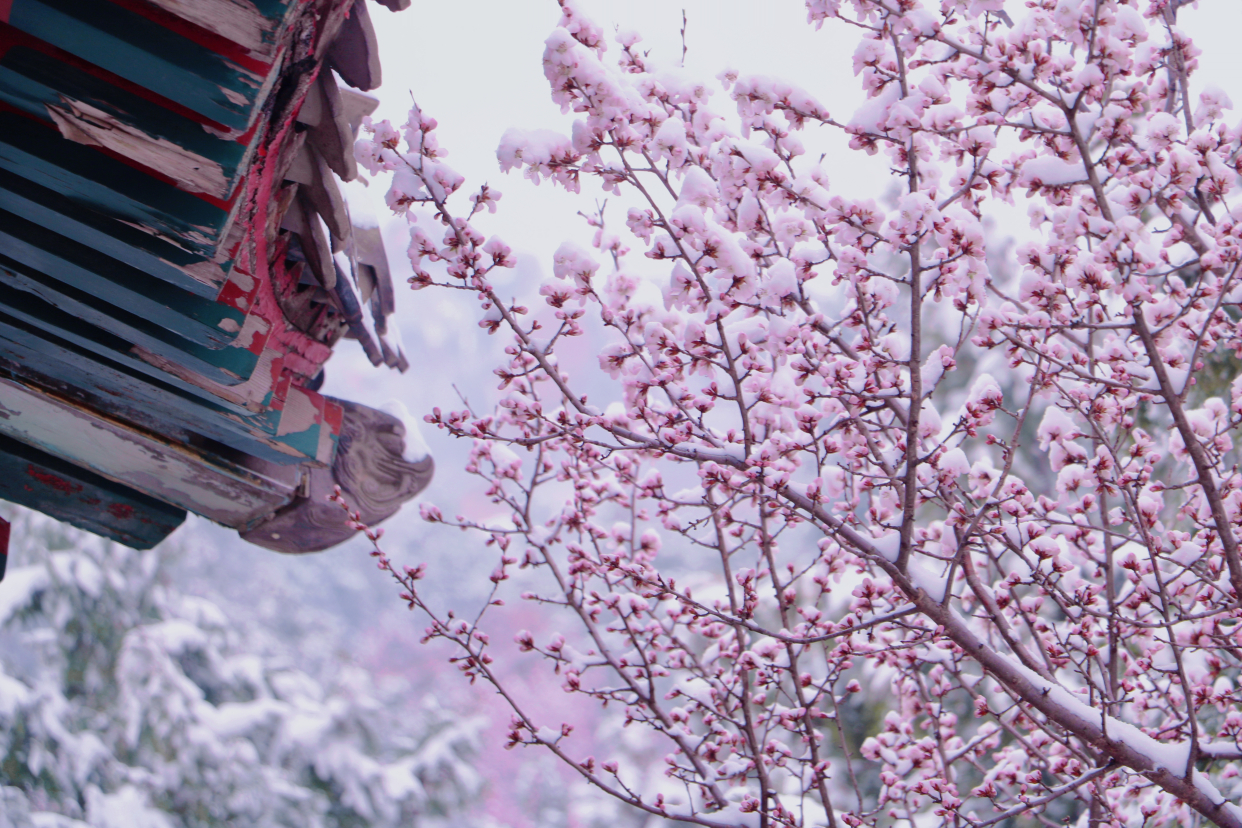 桃花冬天的样子图片