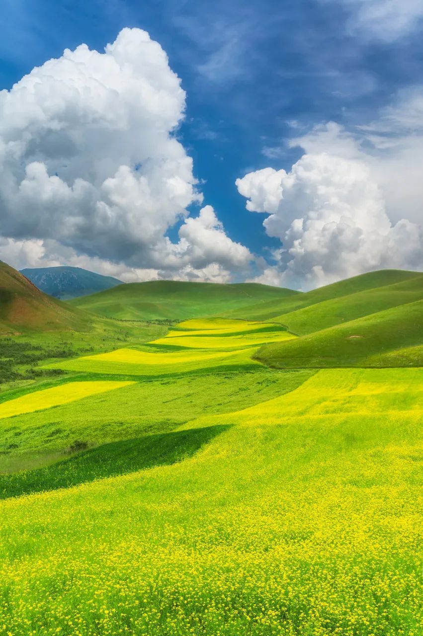 青海祁连县卓尔山油菜花海，像铺在山间的黄色地毯。