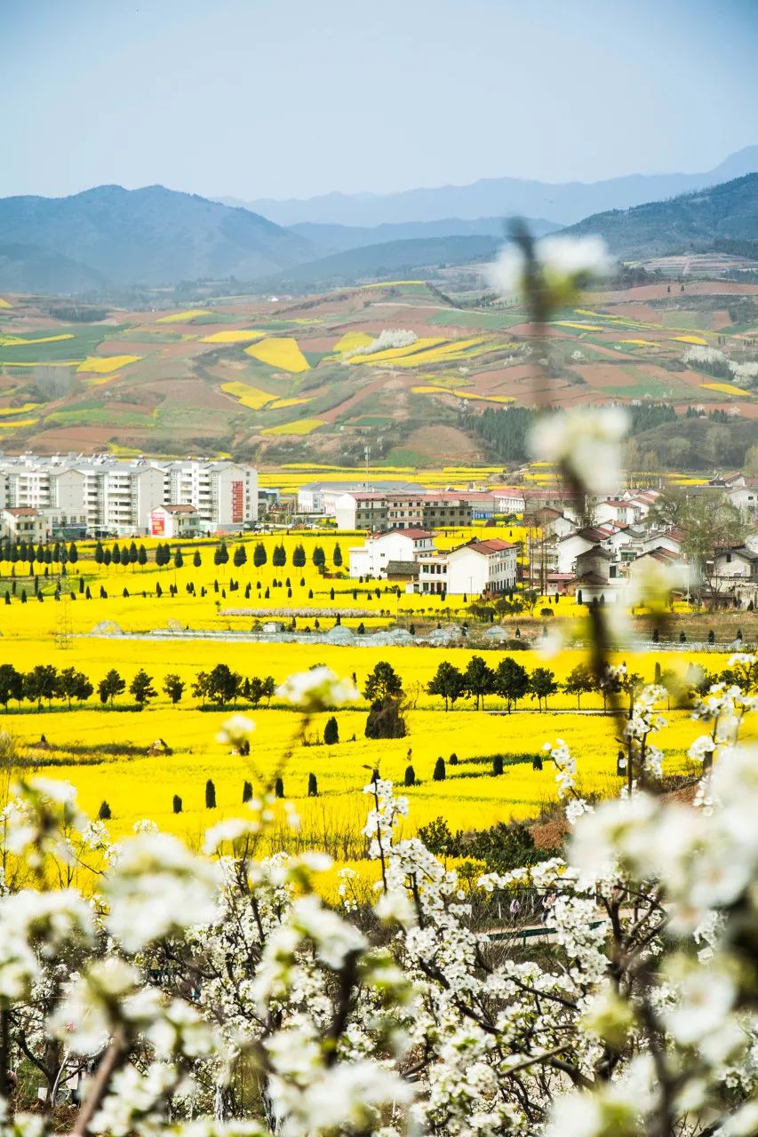 汉中洋县,黄色的油菜花在红土上绽放.
