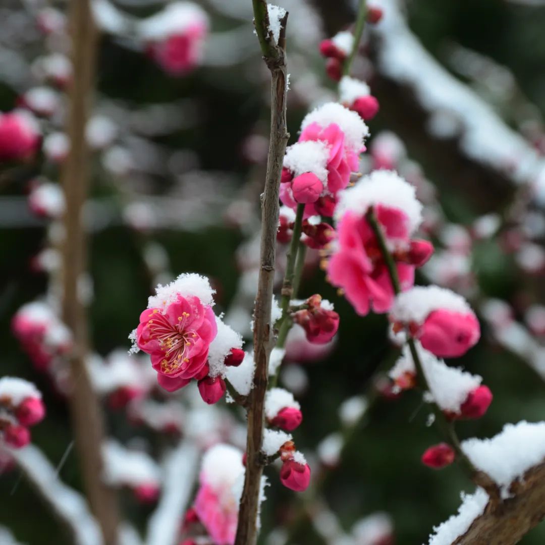 为何在北京踏雪寻梅有点儿难记中山公园终现梅花雪中绽放的美景