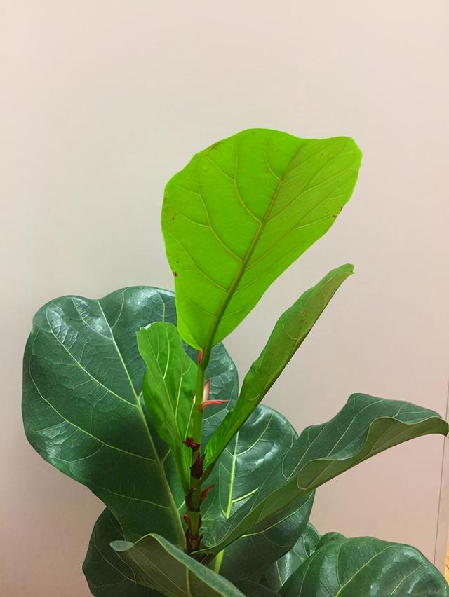 4种和天堂鸟长相很像的植物,叶片颜值高,你值得拥有__财经头条