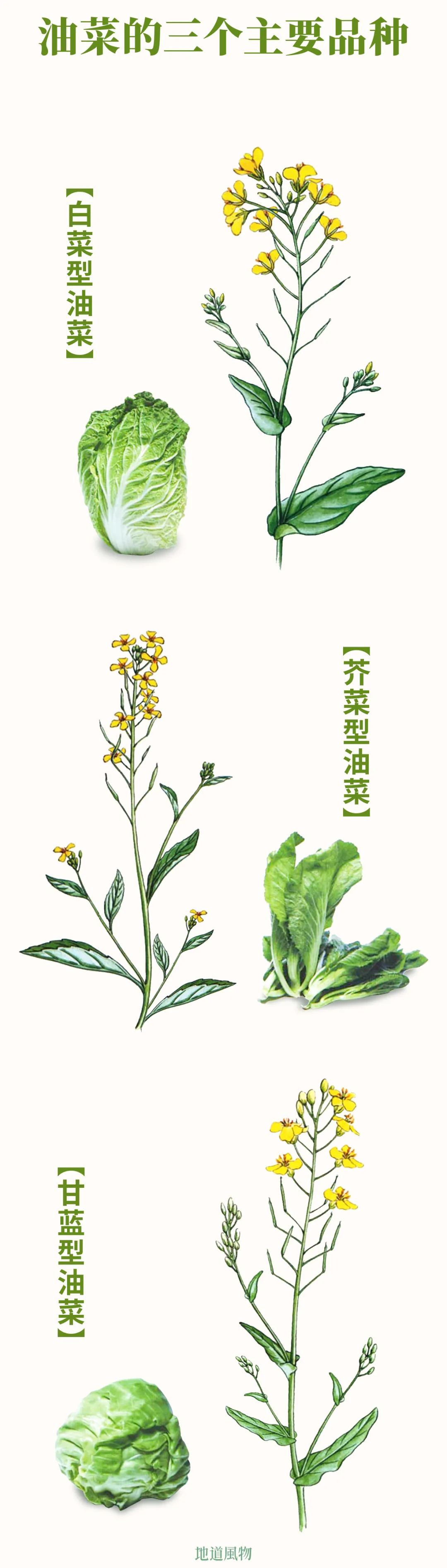 油菜花的三个品种对比，目前主流品种是甘蓝型油菜花。制图/吴玖洋
