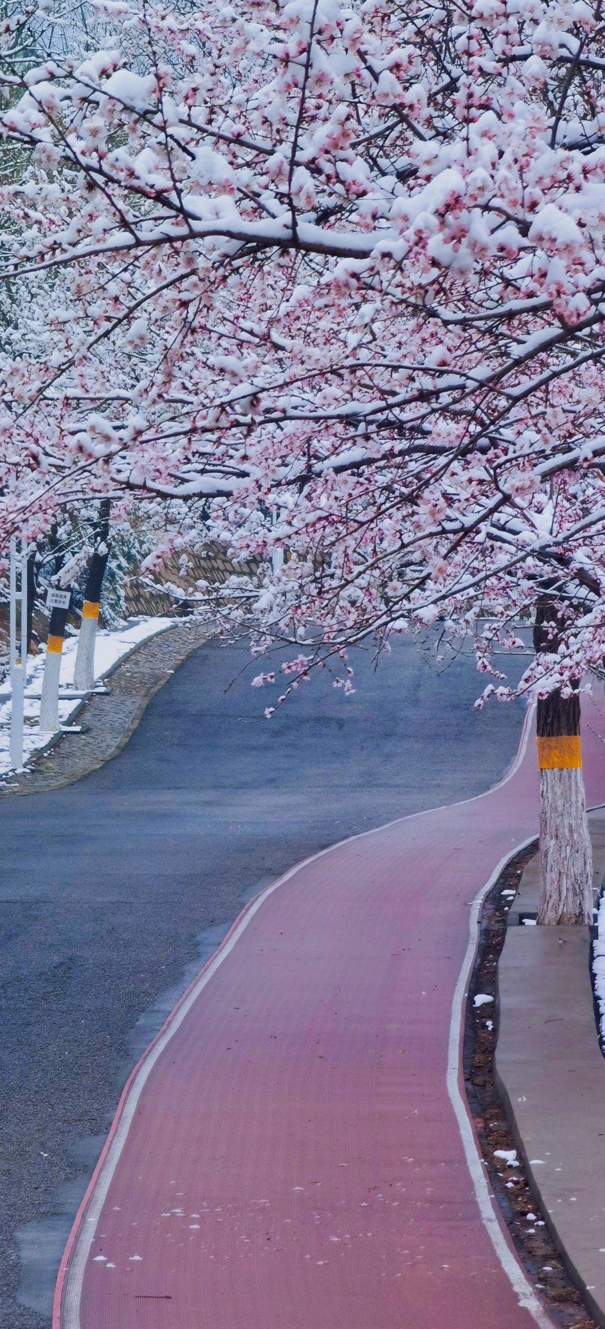 凤凰岭三月桃花雪美动京城