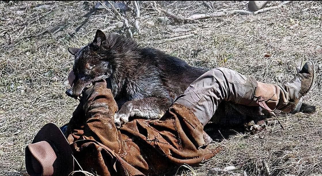 蒙古国南戈壁省,狼群泛滥,而牧民的日常工作是打狼和对骆驼弹琴-共青