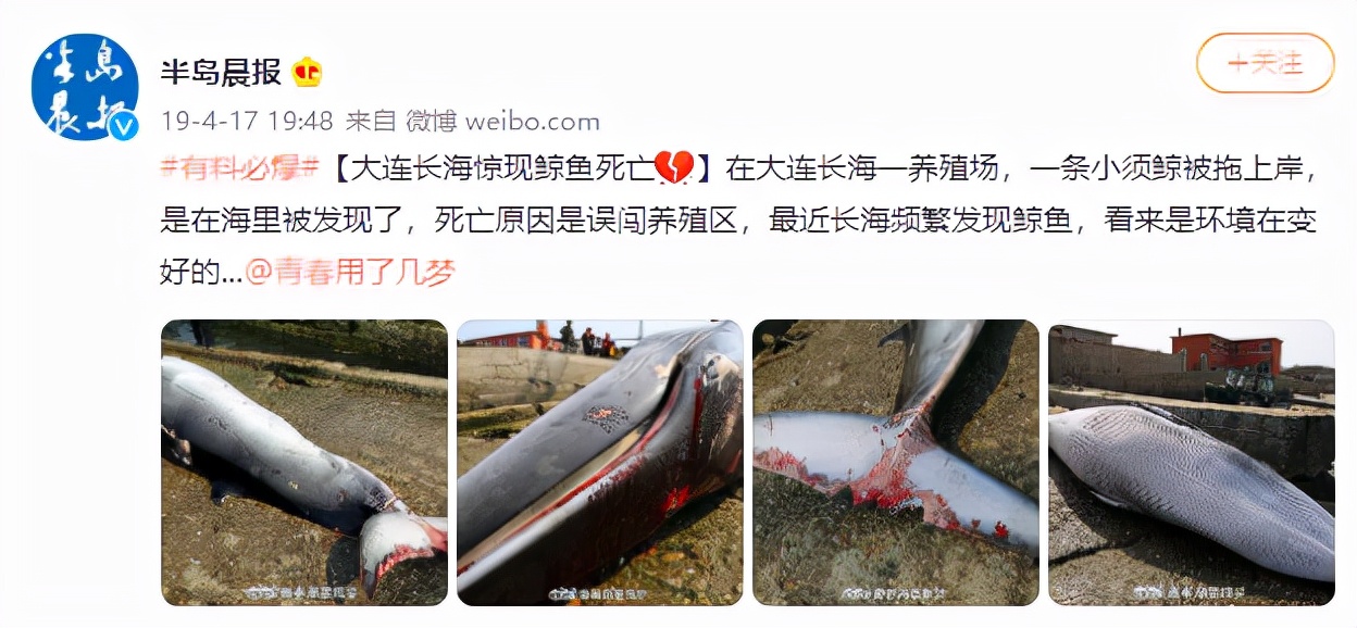 鲸爆有多可怕死亡鲸鱼现身大连鲸爆正在酝酿没有龙涎香