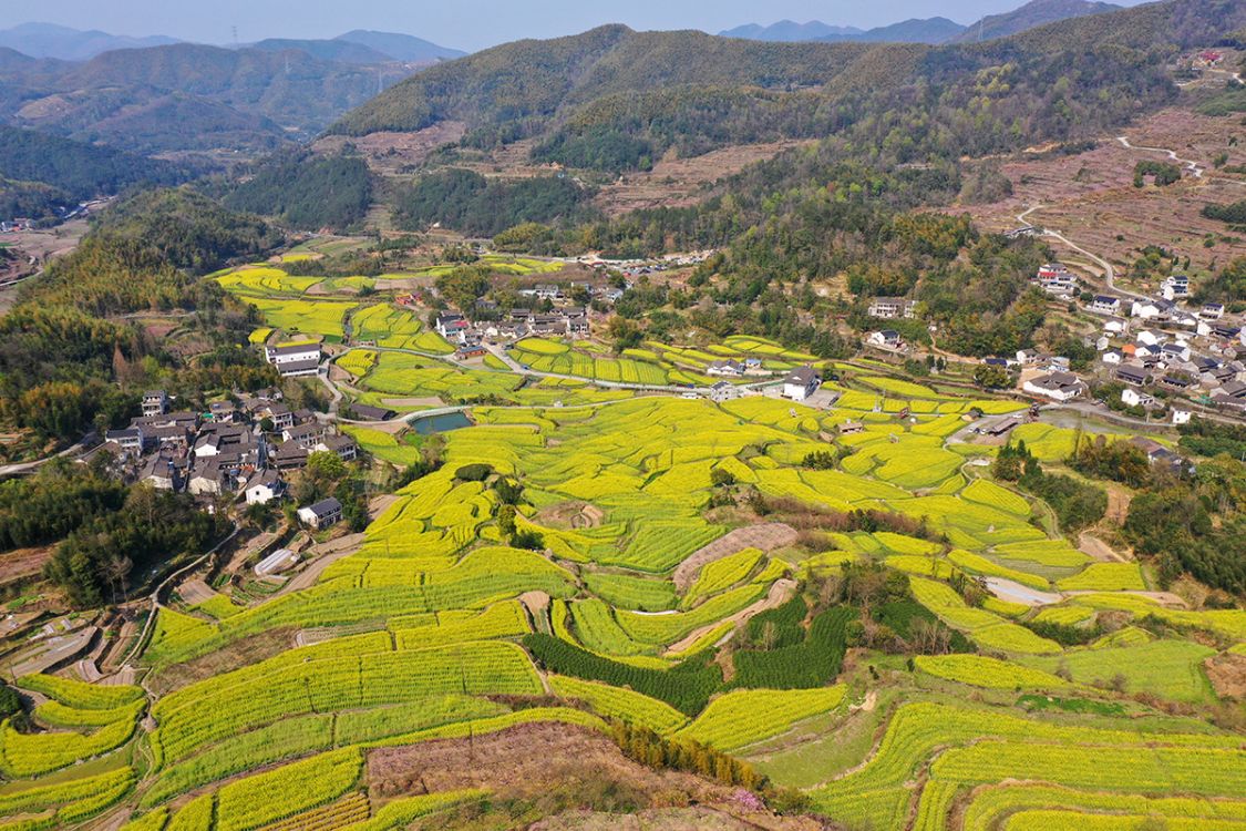 宁波油菜花欣赏胜地,梯田层层叠叠,美丽的风景线