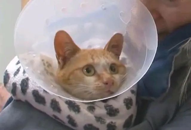 两只流浪猫相依为命,朋友已死,猫咪却不相信,独自在“哭泣”休闲区蓝鸢梦想 - Www.slyday.coM 两只流浪猫相依为命,朋友已死,猫咪却不相信,独自在“哭泣”休闲区蓝鸢梦想 - Www.slyday.coM