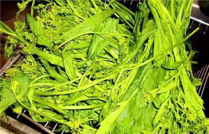 云南地道特色冲菜味道比芥末还要上头上桌就抢着吃