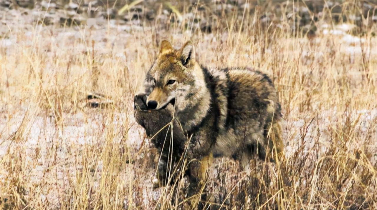 蒙古国南戈壁省,狼群泛滥,而牧民的日常工作是打狼和对骆驼弹琴-共青