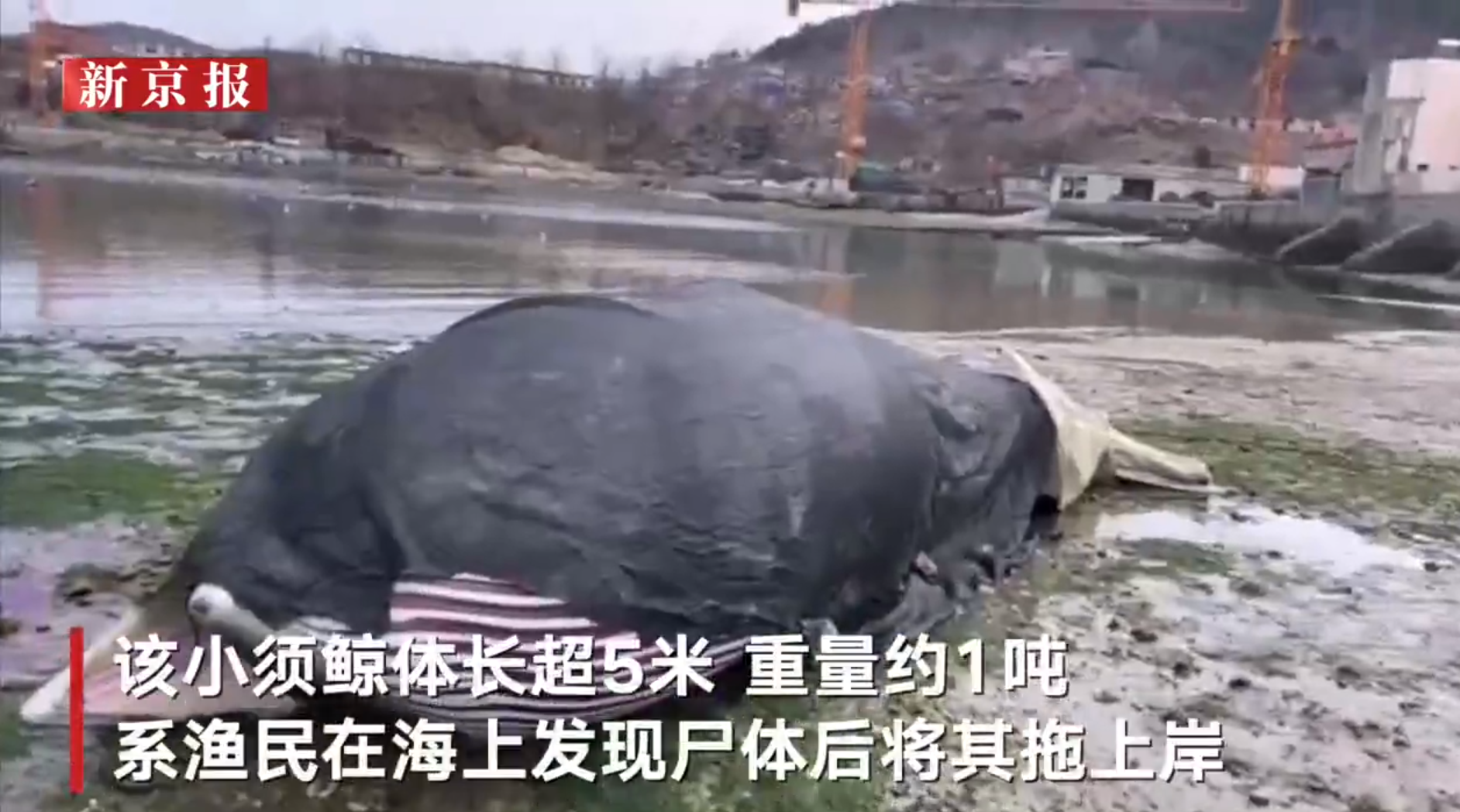 在辽宁省大连市长海县小长山岛附近海域,当地渔民发现一头死亡鲸鱼