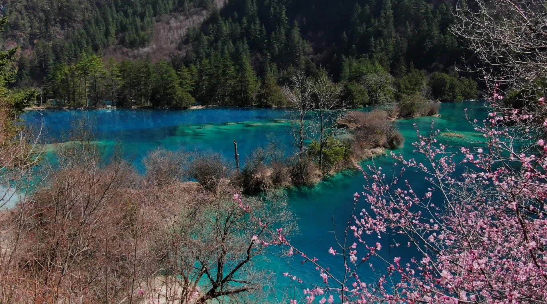 好美!春日九寨沟桃花盛放