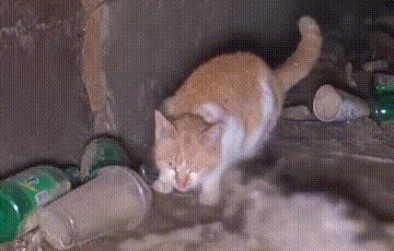 两只流浪猫相依为命,朋友已死,猫咪却不相信,独自在“哭泣”休闲区蓝鸢梦想 - Www.slyday.coM 两只流浪猫相依为命,朋友已死,猫咪却不相信,独自在“哭泣”休闲区蓝鸢梦想 - Www.slyday.coM