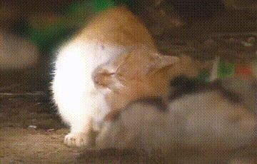 两只流浪猫相依为命,朋友已死,猫咪却不相信,独自在“哭泣”休闲区蓝鸢梦想 - Www.slyday.coM 两只流浪猫相依为命,朋友已死,猫咪却不相信,独自在“哭泣”休闲区蓝鸢梦想 - Www.slyday.coM