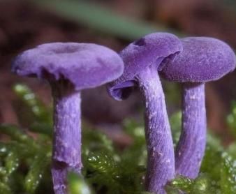 秒测出你前世是怎么死的|肉欲|服毒|姑娘_新浪新闻