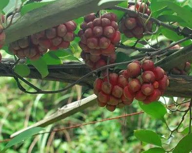 它是一味很好的本草,你知道红藤有什么价值和用途吗?