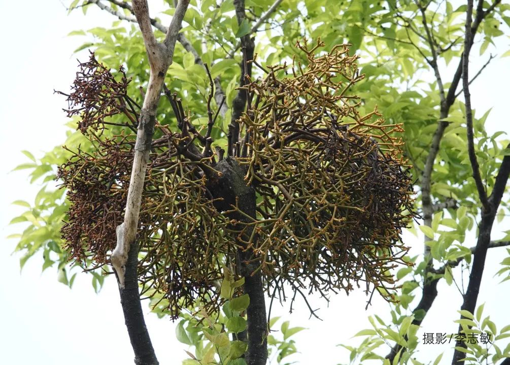 大隐隐于市窥探寄生植物的生存智慧
