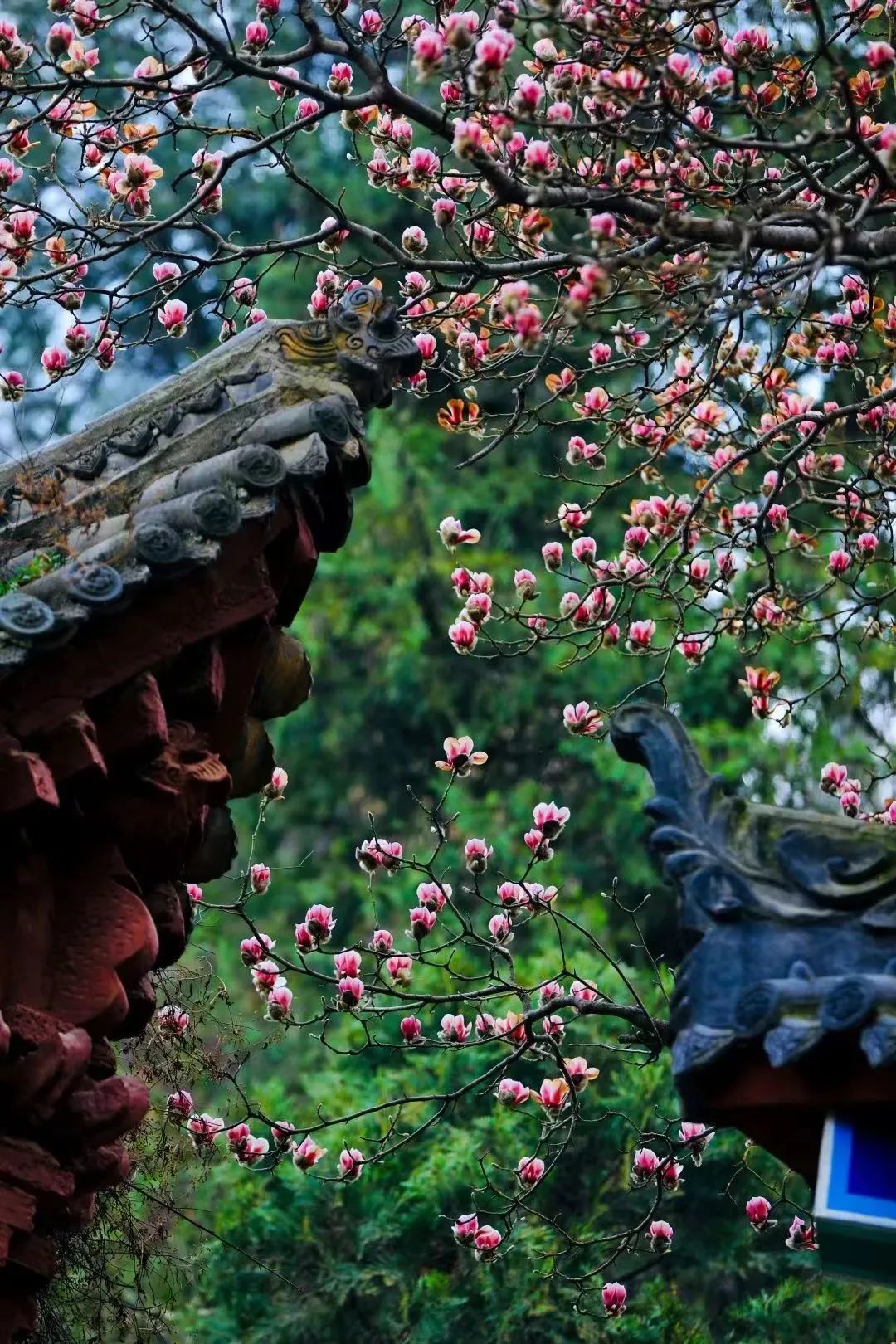 映巷lab〡一日看尽长安花