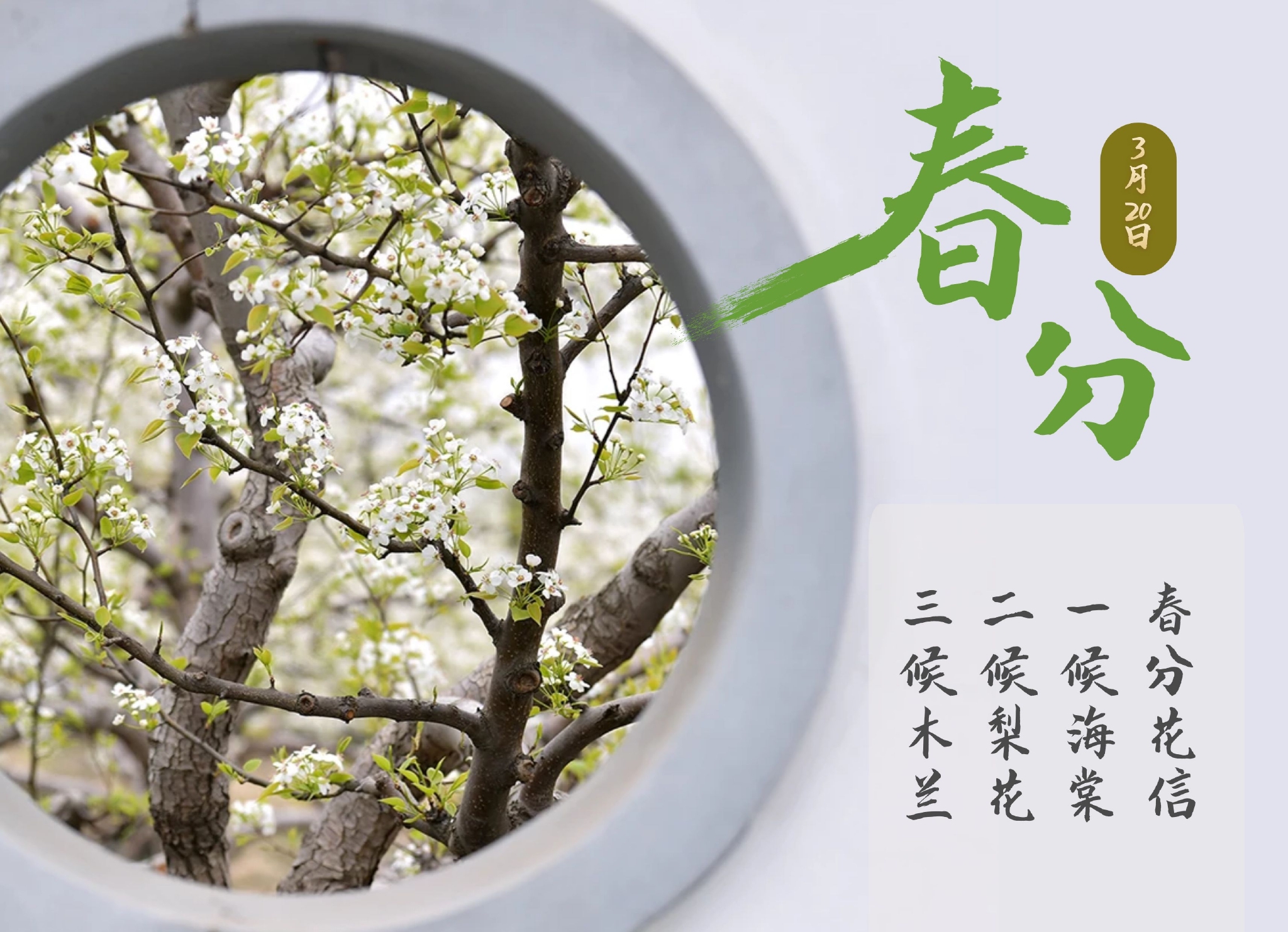 春天的平分日鸢飞立蛋话春分